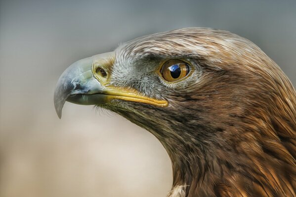 Bird of prey, profile photo