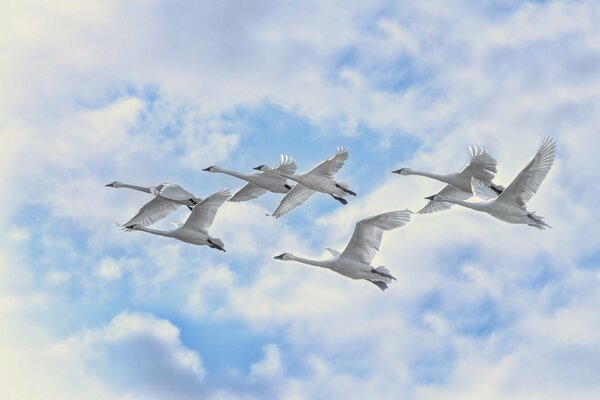 Los cisnes blancos vuelan por el cielo nublado