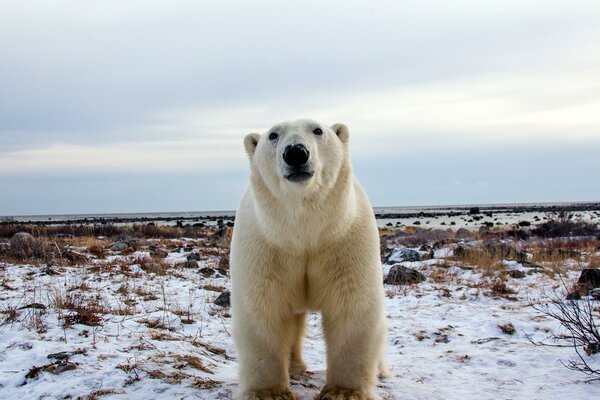 A polar bear looks into the camera