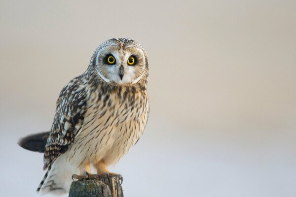 Owl regarde fixement vers l avant