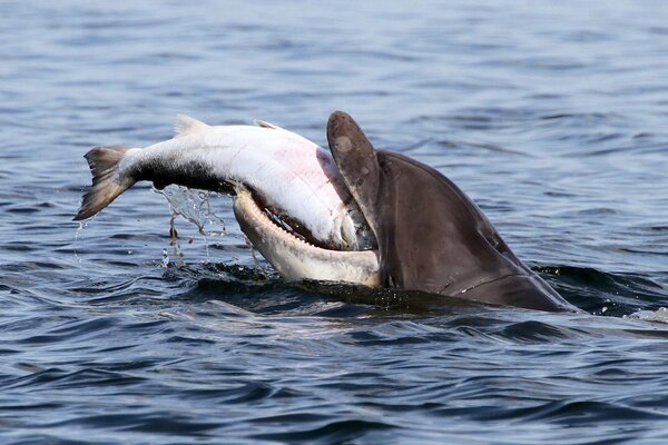 Delfinjagd auf Lachs in der Bucht von Mori Firth