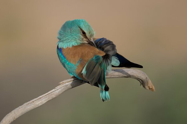 Foto de un hermoso pájaro en un fondo monocromático