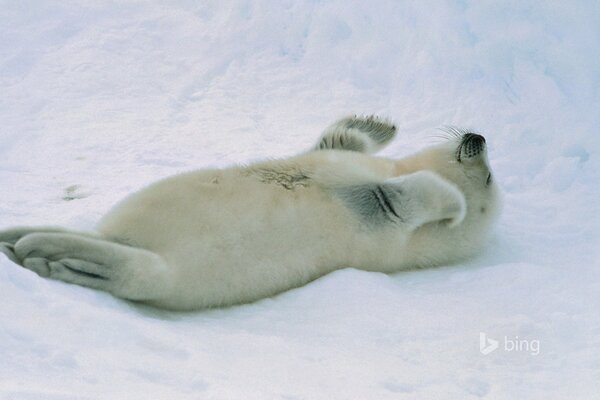 A baby seal is lying on the snow