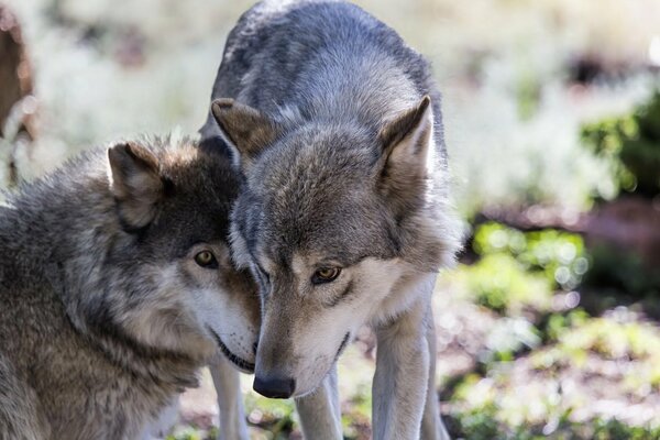 Wolves pack nature forest