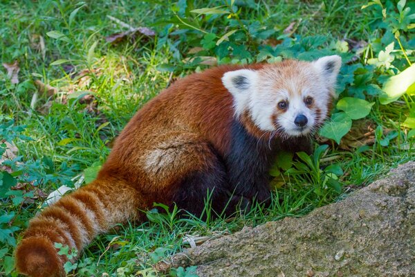 Czerwona panda z białym pyskiem siedząca na trawie