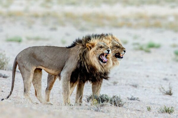 Lions à l état sauvage en Afrique