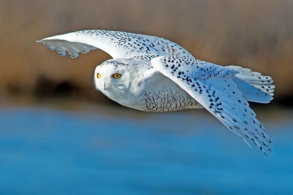 The polar owl spread its wings in flight