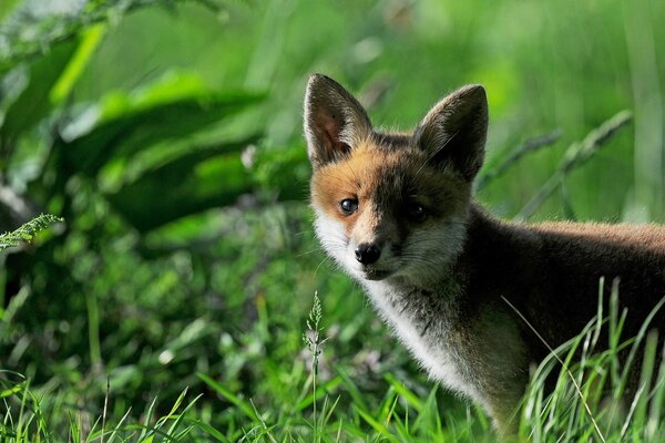 Renard regardant au milieu de l herbe verte