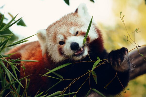 Small panda eats bamboo
