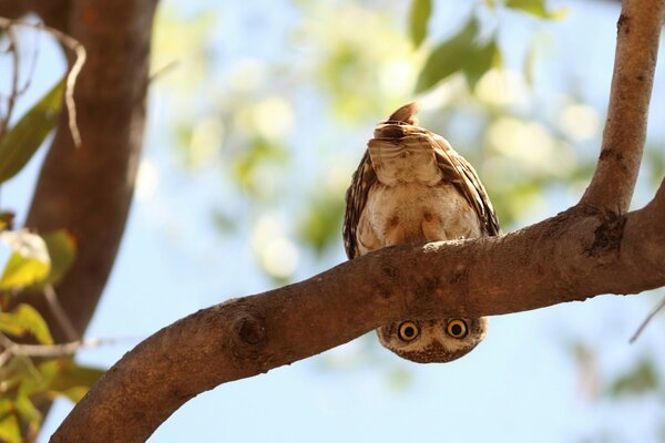 Hibou assis sur une branche à l envers