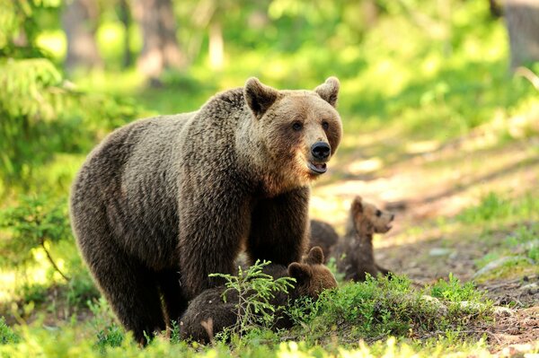 Mama-Bär mit Bären auf einem Spaziergang im Wald