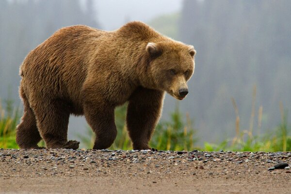 Desktop wallpaper with a teddy bear