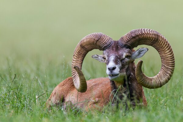 Mouflon bel homme avec des cornes massives assis sur l herbe