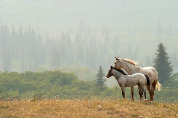 Paar Pferde auf Wald Hintergrund