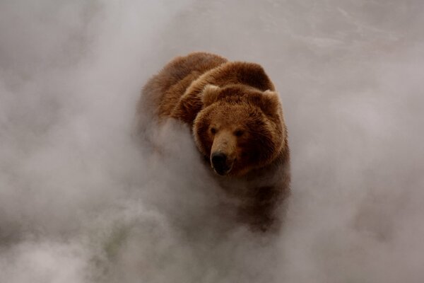 Oso Pardo saliendo de la niebla