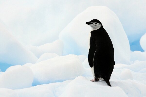 Un pingüino solitario se encuentra entre los grandes hielos de la Antártida