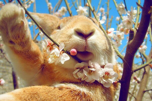 Funny rabbit among the flowering branches