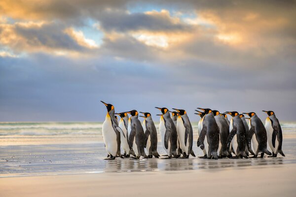 Royal penguins stand on the shore of the island