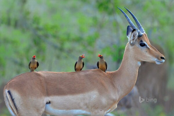 Schwarze Antilope im Krüger-Nationalpark