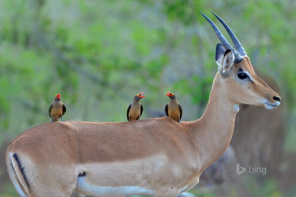 Black-tailed antelope in Kruger National Park