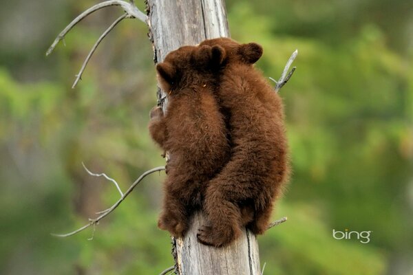 Cubs of an American black bear on a tree in Jasper National Park