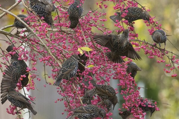 Las aves en las ramas de los árboles que picotean las bayas son estorninos