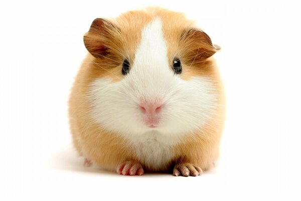 Funny cute guinea pig