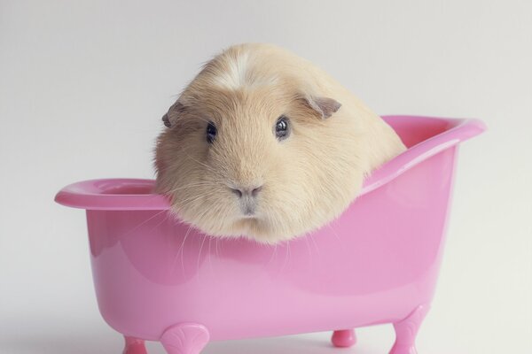 Cavia in un bagno rosa