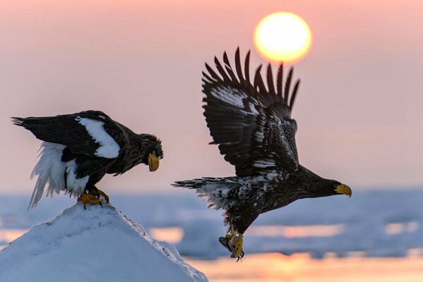 A pair of white-tailed eagles hunts in nature