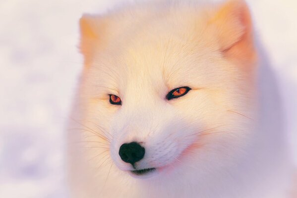 A beautiful smiling scribe in the snow