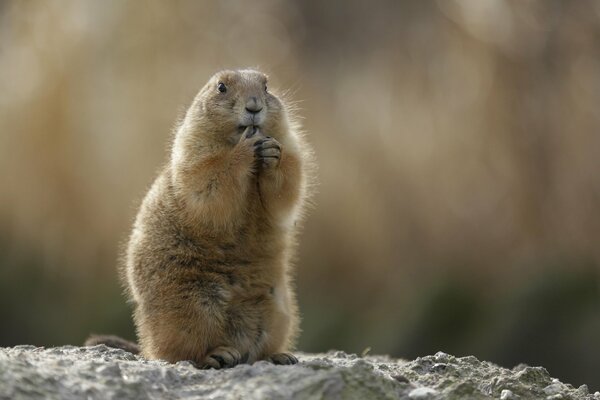 La marmota de la estepa se encuentra en un fondo borroso