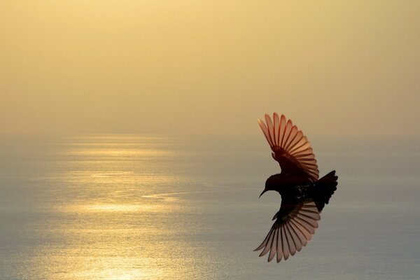 Pájaro en vuelo en medio de la puesta de sol