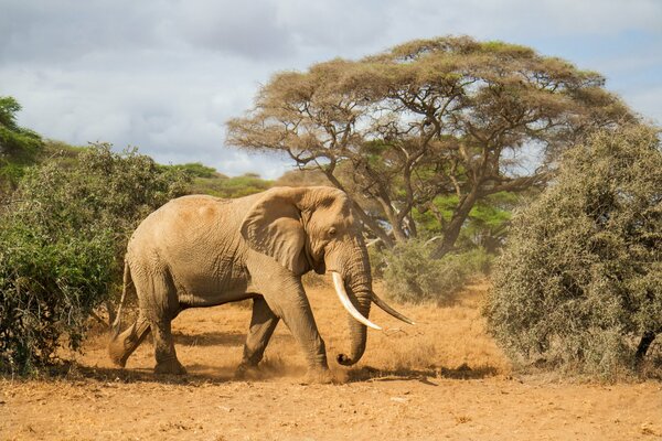 Elefant mit Stoßzähnen läuft in den Schatten afrikanischer Bäume