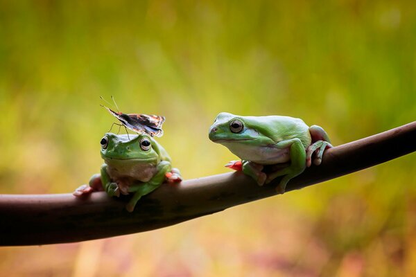 A pair of frogs learned zen
