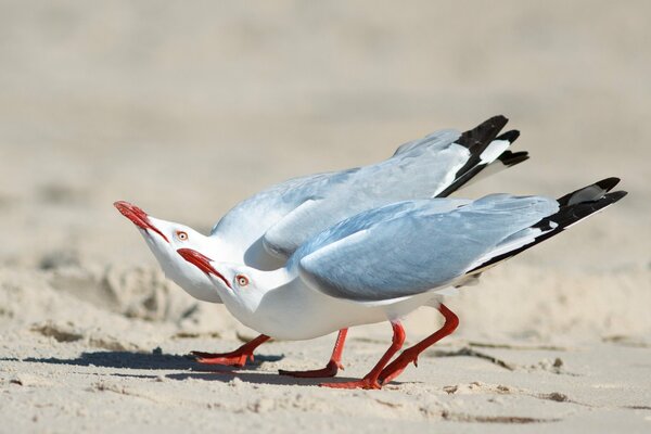 Two silver gulls on the sand