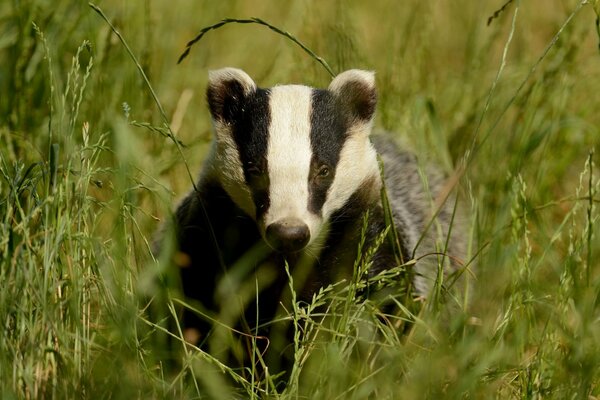 Photo of a badger in the grass muzzle