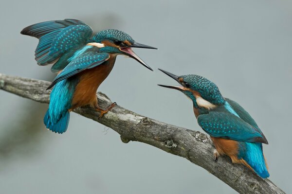 Quarrel of two kingfishers on a branch