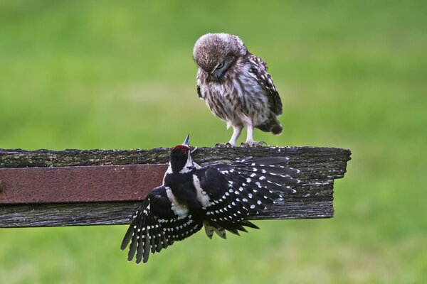 Two small birds look at each other