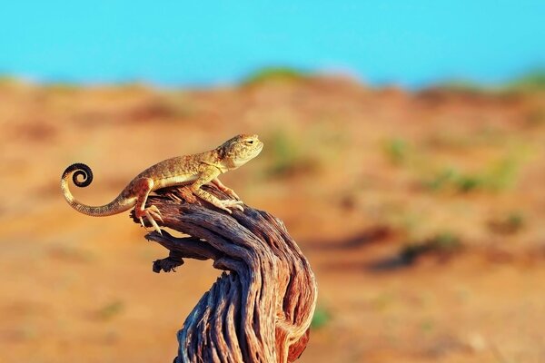 Excelente pose de lagarto arrastrándose