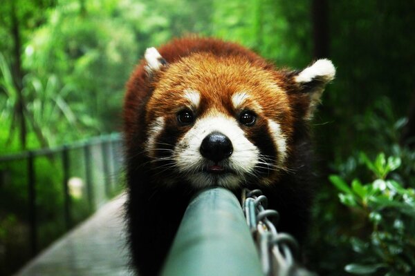 Red panda crawling on the railing