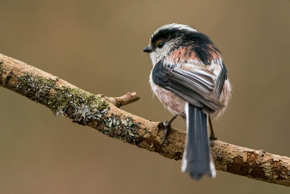 Long-tailed tit on a tree branch