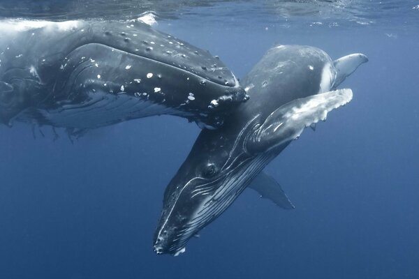 Due balene blu che giocano in mare