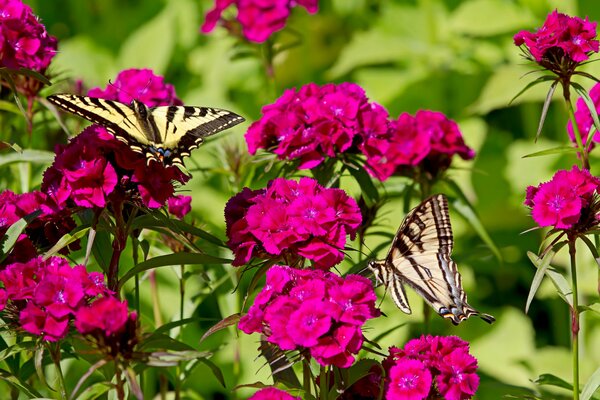 Papillons lumineux assis sur des œillets roses