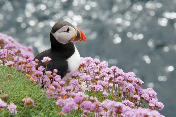 Impasse marine Atlantique au milieu des fleurs