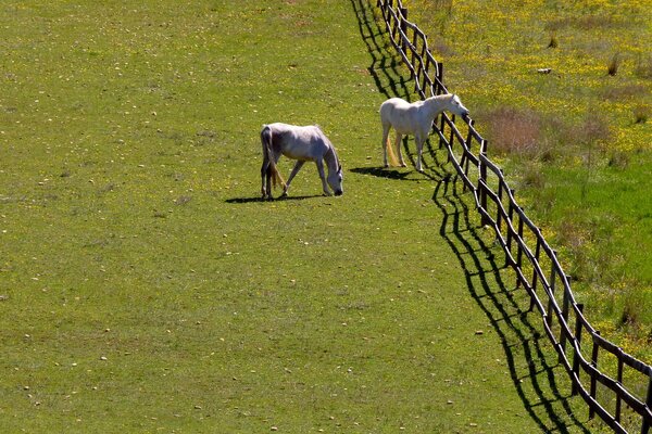 Dos caballos en un Prado verde