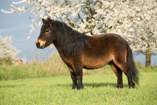 Pequeño caballo sobre un fondo verde