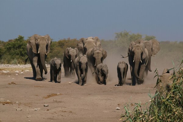 Troupeau d éléphants à la recherche d eau