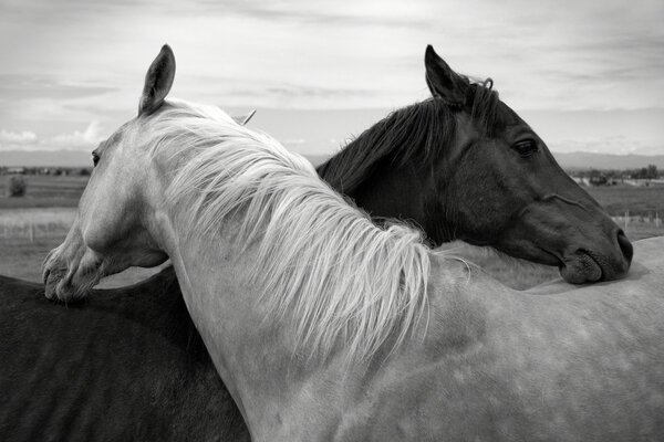 Les chevaux ont plié la tête