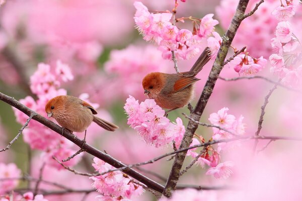 Jardín de primavera con dos pájaros