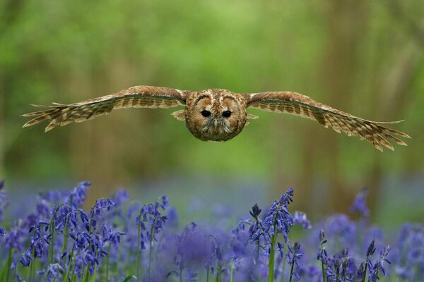 Hugs of an owl flying to a meeting